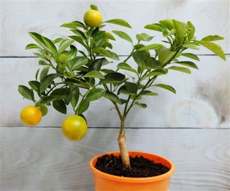 Meyer Lemon Tree Indoor Care Tips For Citrus Success