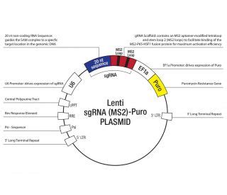 Control Crispr Activation Plasmid Scbt Santa Cruz Biotechnology