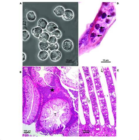 Hematodinium Infection Of Shore Crab Carcinus Maenas A Phase