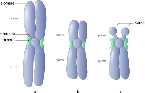 Descubriendo La Genética Todo Lo Que Necesitas Saber Sobre La Herencia