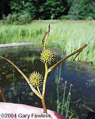 Wetland Plants Of Wisconsin Sparganium Emersum Narrow Leaved Bur Reed