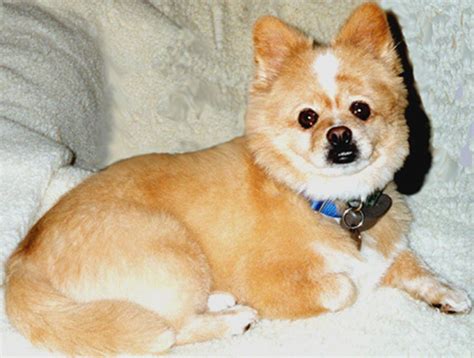 Pomeranian Corgi Mix Frickin Adorable Corgi Pomeranian Mix Corgi Cross Breeds Corgi Mix