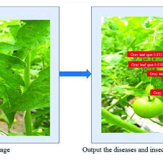 | An example illustrating plant diseases and pests identification. | Download Scientific Diagram