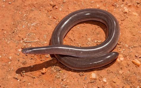 17 Cutest Snakes In The World With Pictures Reptile Jam