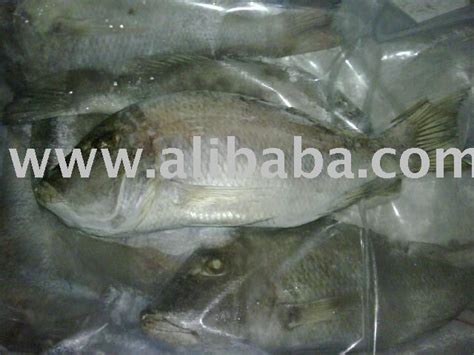 emperor fish suppliersexporters  foodcom
