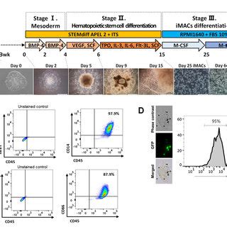 Step Wise Macrophage Differentiation And Characterization Of