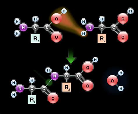 Peptide Bond Definition Structure Formation Hydrolysis Examples