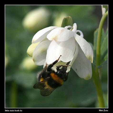 White Tailed Bumble Bee By Oldgreyheron Ephotozine