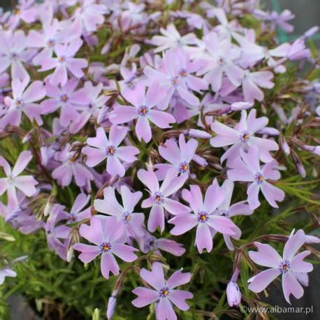 Floks Szydlasty Emerald Cushion Blue Phlox Subulata Albamar