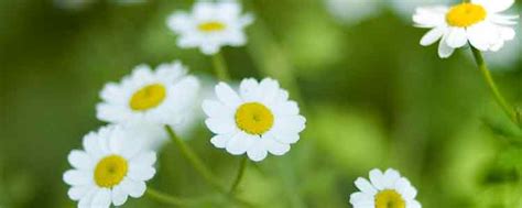 How to Use Feverfew for Migraines - NaturalAlternativeRemedy