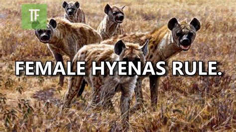 Top 10 Amazing Facts About Hyenas Youtube