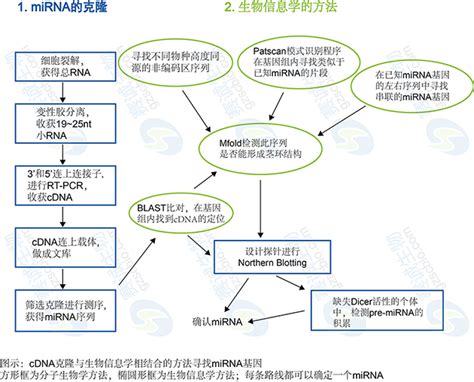 Mirna与lncrna的生物信息学预测 技术专题停用 广州赛诚生物科技有限公司 服务于您的核心利益！