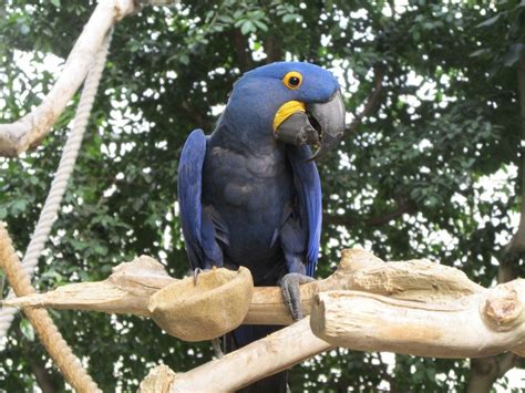 Colorful Parrot On A Wooden Stick Free Image Download