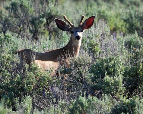 Mule Deer Spike Flickr Photo Sharing