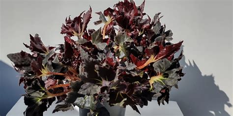 Begonia Black Fang - Sự quyến rũ của thiên nhiên » Cây xanh HCM