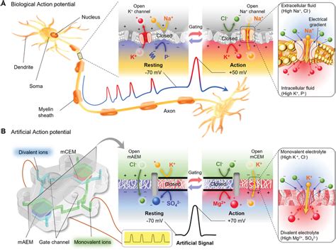 Schematic And Mechanism Of Action Potential In Biological Neuron And