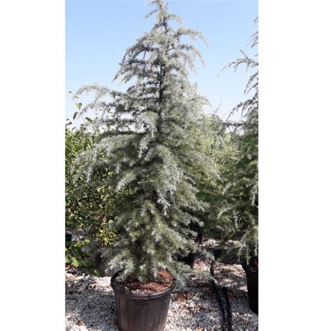 C Dre De L Himalaya Bushes Electra Cont L Cm Cedrus