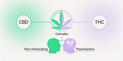 THC Crystals: What They Are and How They’re Made