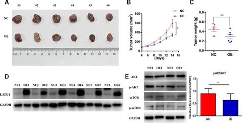 Lair Inhibits Ovarian Cancer Cell Growth In Vivo Nude Balb C Mice