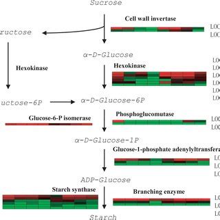 Heat Map Representation Of Seed Storage Protein Genes Expression A