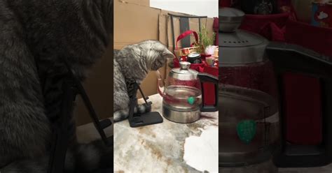 Katze Spielt Mit Wasser In Einer Kanne Webfail Fail Bilder Und Fail