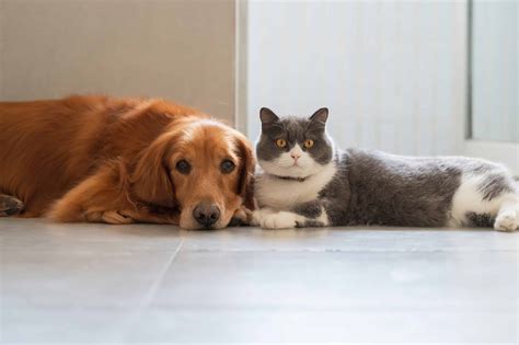 how to introduce a dog to cats