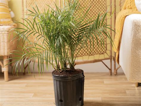 Up To 55 Off Costa Farms House Plants On Parlor Palm Only 20 Reg 45 Hip2save