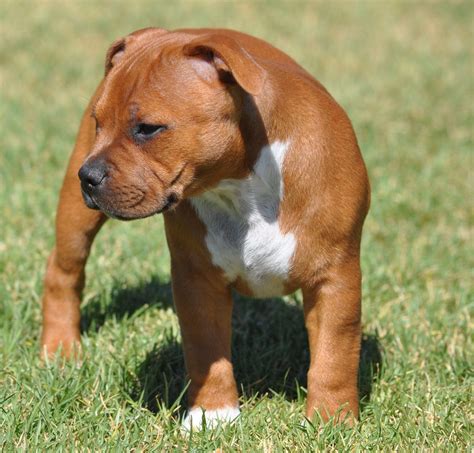 Beautiful Staffie Pup American Staffordshire Bull Terrier Staffy