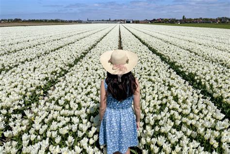 Tulip Fields in the Netherlands: Keukenhof & Other Best Places