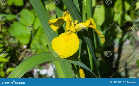 Foco Selectivo Macro Pseudacorous Del Iris De La Bandera Amarilla Dof