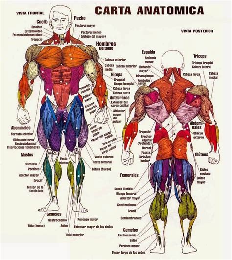 Musculos Del Cuerpo Humano Y Sus Nombres Buscar Con Google Muscle