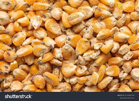 corn weevil maize weevil beetles maize stock photo edit