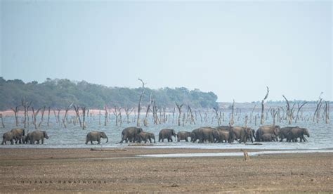 thilanka ranathunga  linkedin wildlifephotography srilankatourism