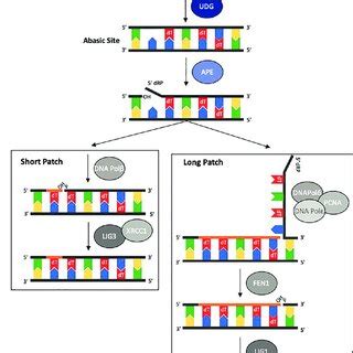 Detection And Removal Of Uracil In Dna By Base Excision Repair Pathway