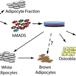 Differentiation Potential Of HMADS Cells Human Multipotent Adipose