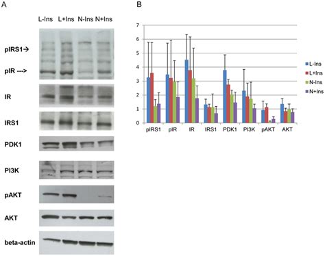 Comparison Of Pi3kakt Signaling In Nih3t3 And 3t3 L1 Adipocytes A