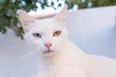 Heterocromia Em Gatos Por Que Alguns Felinos T M Um Olho De Cada Cor