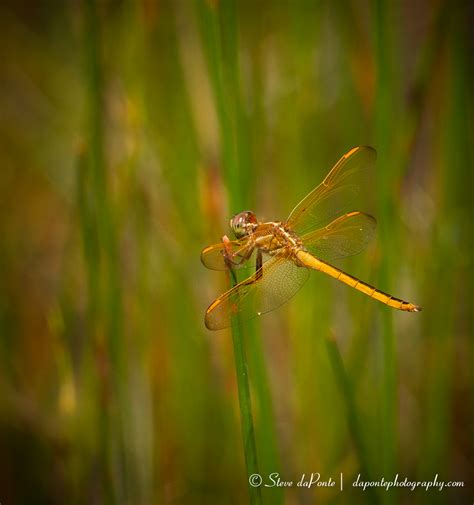 Golden Dragonfly Photography By Steve Daponte