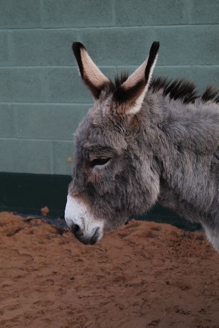 Más De 1 000 Imágenes Gratis De Burro Y Animal Pixabay