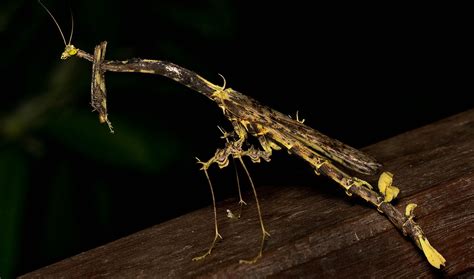 Dragon Mantis -Toxodera beieri | Animals bugs, Cool bugs, Beetle insect