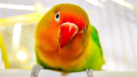 How Many Types Of Love Birds Fact About Lovebirds