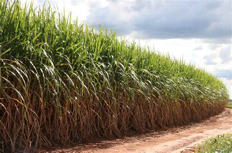 Embrapa Cria Cana De A Car Resistente Broca E Ao Glifosato Rcia