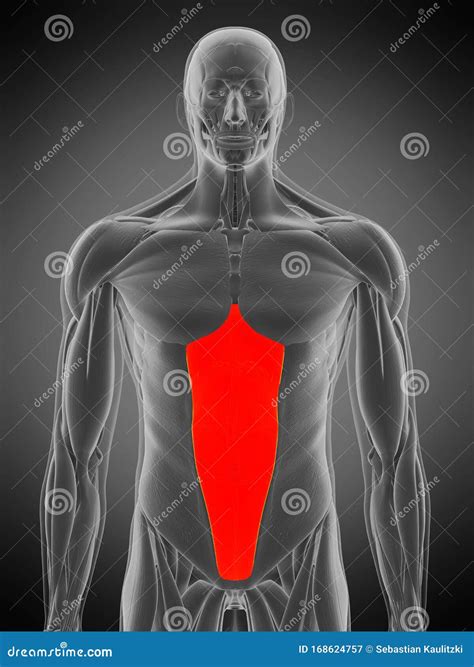 Rectus abdominis stock illustration. Illustration of adult - 168624757