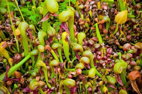 Image Gallery: Carnivorous Plants | Live Science