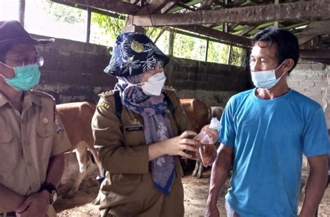 Kematian Ratusan Ekor Sapi Di Palembang Diduga Akibat Virus Jembrana Dan Parasit Darah Siber