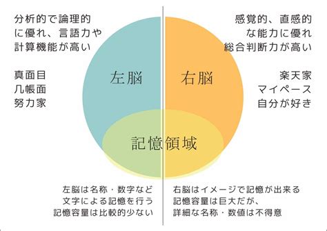 右脳と左脳の優れた機能と弱点をご紹介