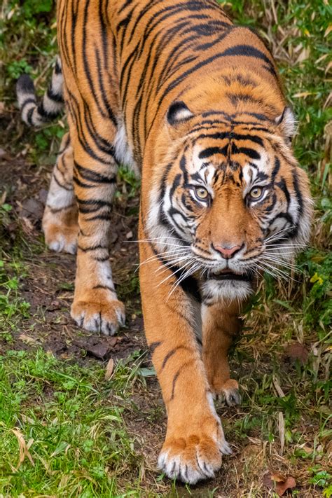 Sumatran Tiger