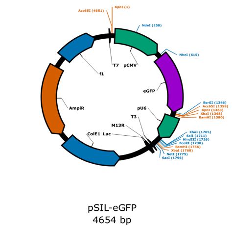 Addgene: pSIL-eGFP