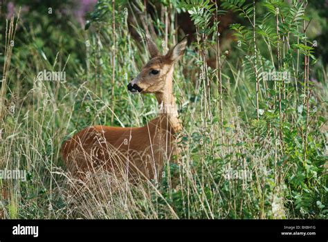 deer  nature wildlife stock photo alamy