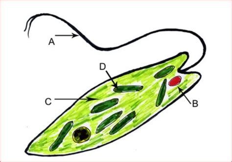 Protists And Fungi Lesson 1 Flashcards Quizlet